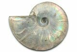 Silver Iridescent Ammonite (Cleoniceras) Fossil - Madagascar #344161-1